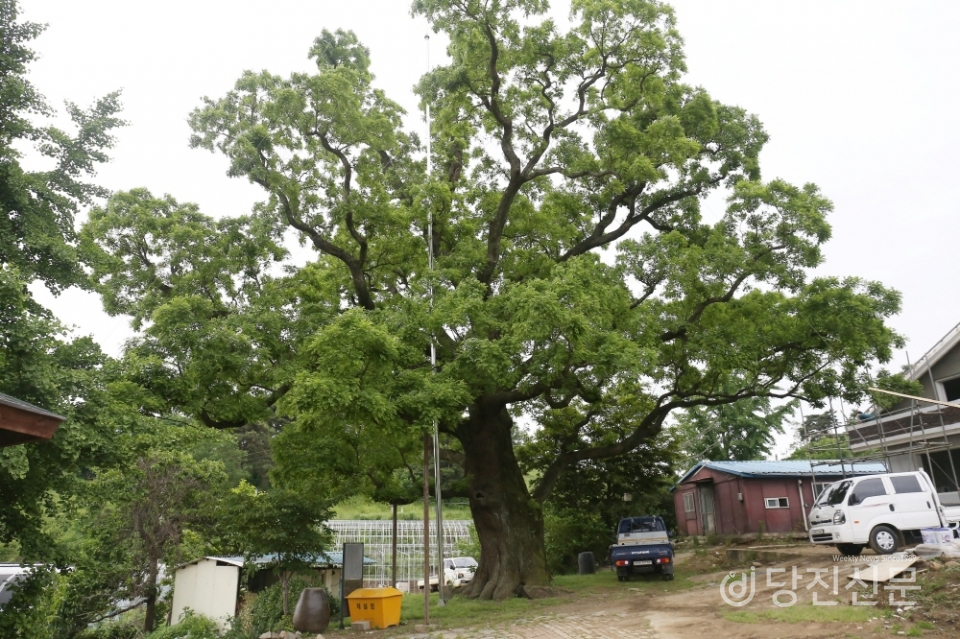 삼월리 회화나무