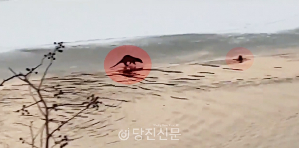 지난 2022년 12월 31일 17시경 모평교 인근 역천에서 발견된 수달들. 송영팔 대표가 찍은 영상에는 물속에서 수달들이 헤엄치는 모습과 얼음 위로 올라와 먹이 활동을 하는  모습이 담겨 있다. ⓒ송영팔 대표 제공