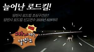[DTV] 늘어난 로드킬! 당진시 로드킬 조심구간은?