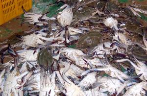 어업 총생산액 전년 대비 198억 원 증가