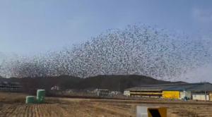 [독자영상] 장관 이룬 새떼들의 군무 