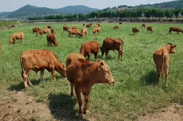 축산 농가의 희망은 친환경 축산단지 구축이다. < 사람과 사람들 < 기획/연재 < 기사본문 - 당진신문