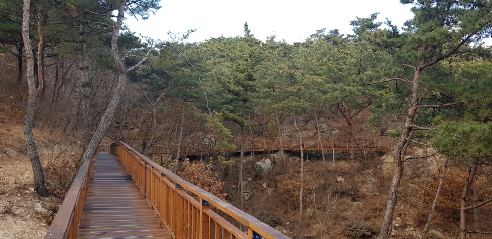용봉산 일원 숲길.