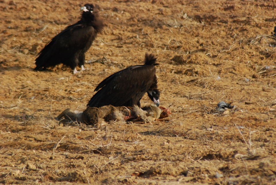당진송악읍 가학리에서 발견된 독수리 무리가 고라니 사체를 뜯어 먹고 있다.