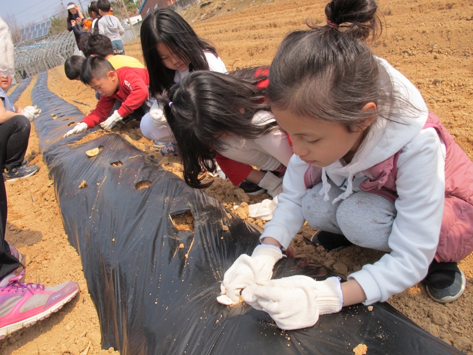 지난해 3월 부여 백강초 학생들이 봄 감자를 심는 모습. 사진제공=충남교육청