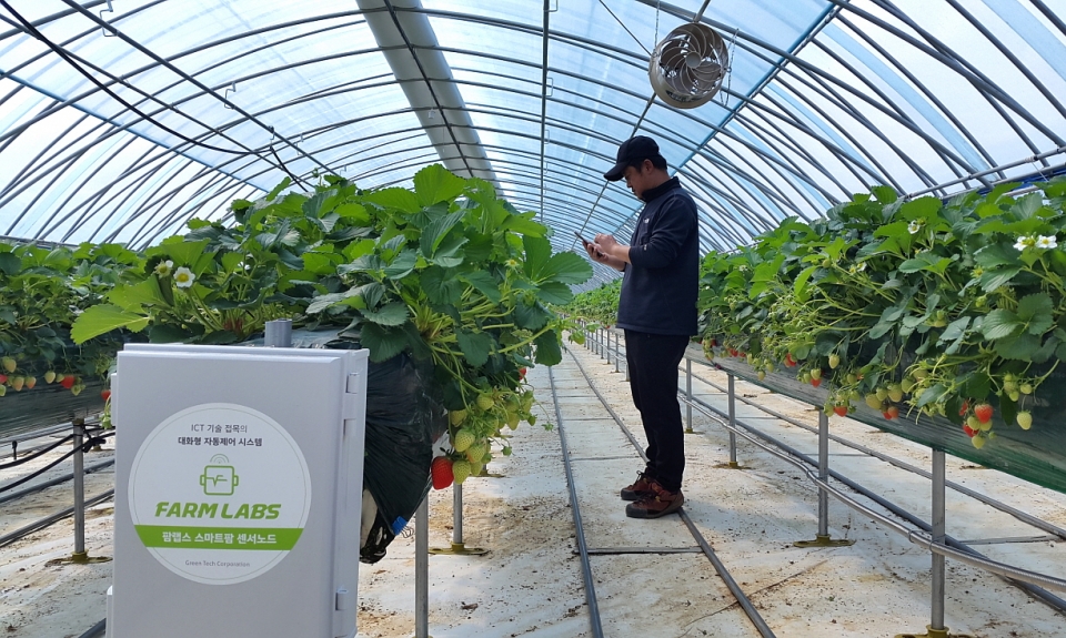 박상훈 씨는 스마트팜 제어 기술을 사용해 딸기농사를 짓고 있다(사진제공 당진시)