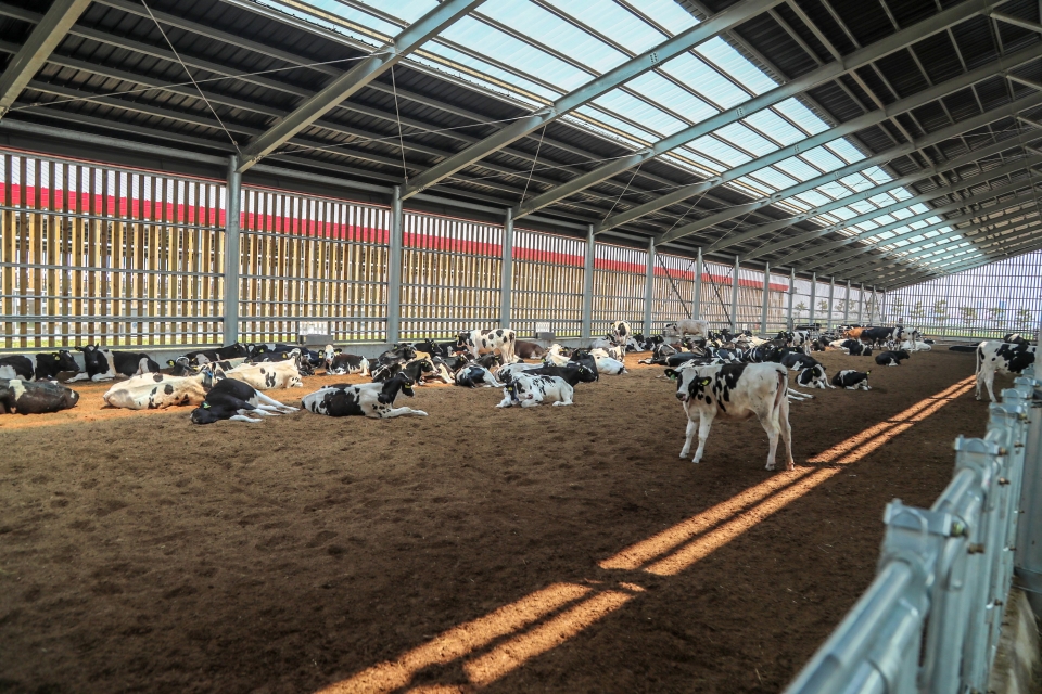 송산에 마련된 젖소 육성우 전문목장(사진제공 당진시)