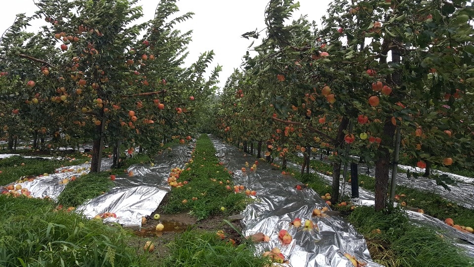 태풍 링링으로 과수에서 사과들이 낙과됐다.