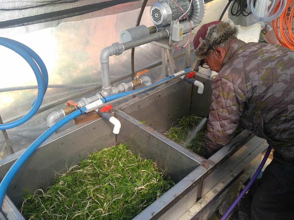 대호지 도이2리 송연국 농가에서 냉이세척기로 냉이를 세척하고 있다.