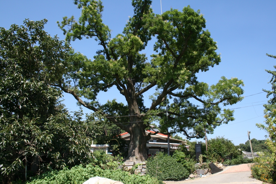 당진시 송산면 삼월리에 위치한 천연기념물 제317호 회화나무 모습.