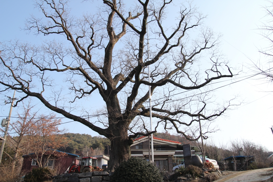 당진시 송산면 삼월리에 위치한 천연기념물 제317호 회화나무 모습.