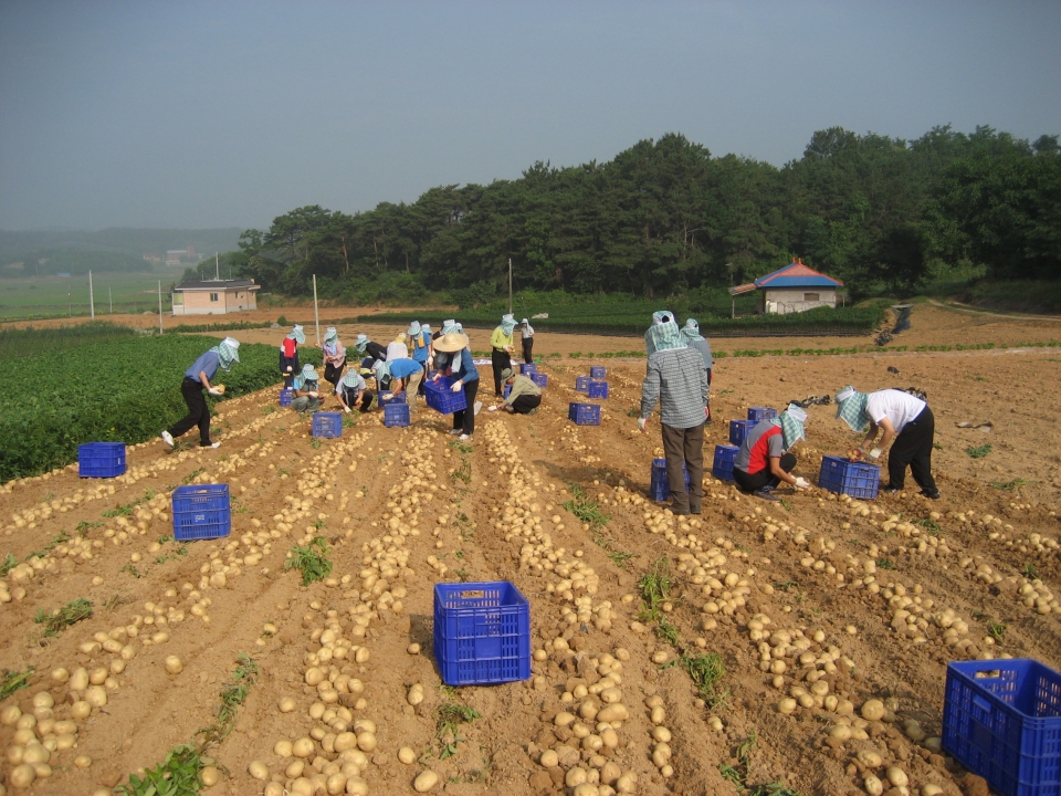 지난해 감자 재배농가 수확 장면.