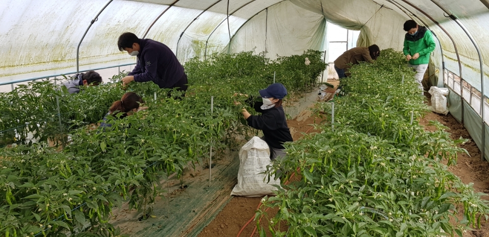 꽈리고추 재배시설에서 수확 작업중인 농업기술센터 직원들.