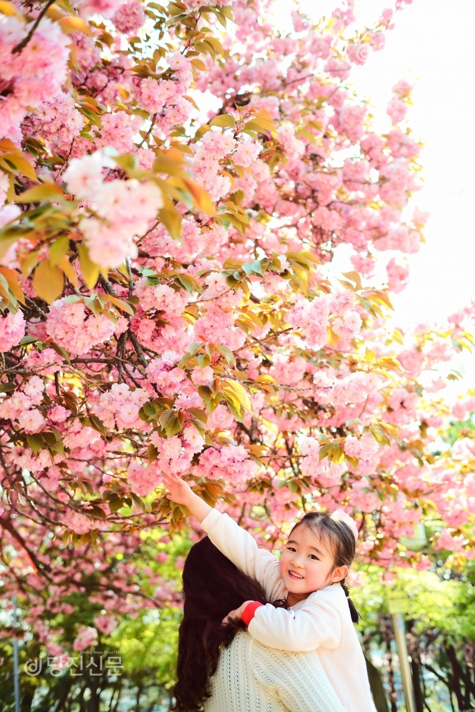 당진 남산공원에 왕겹벚꽃이 활짝 폈다. 촬영을 위해 잠깐 마스크를 벗으니, 아이의 얼굴도 활짝 핀 듯 미소가 피어난다.