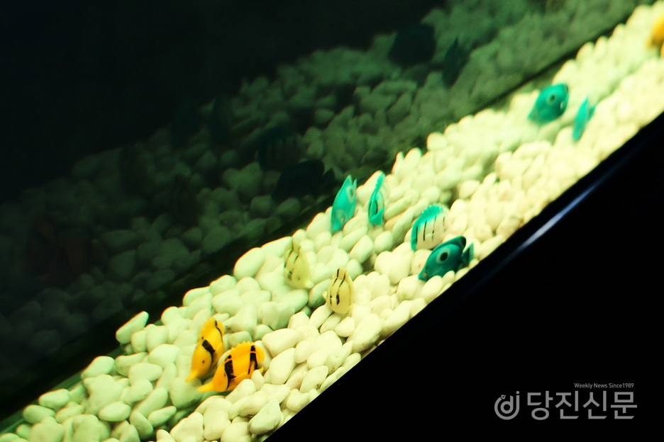 수족관 내 가라앉아 있는 물고기 모형.