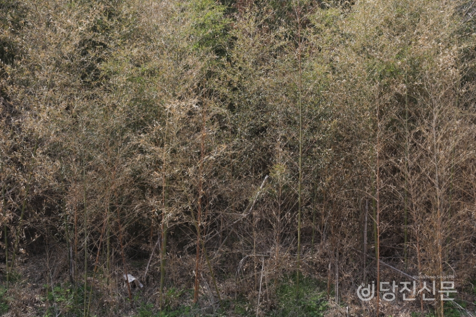 면천면 성상리의 말라 죽어 있는 대나무.