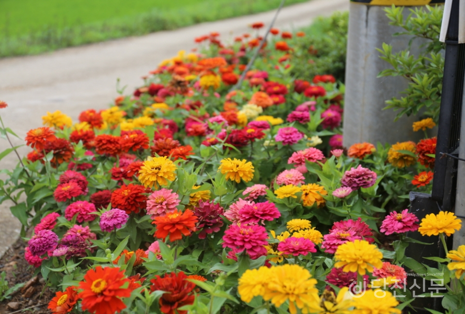 당진포3리 마을 주민들이 조성한 꽃밭.