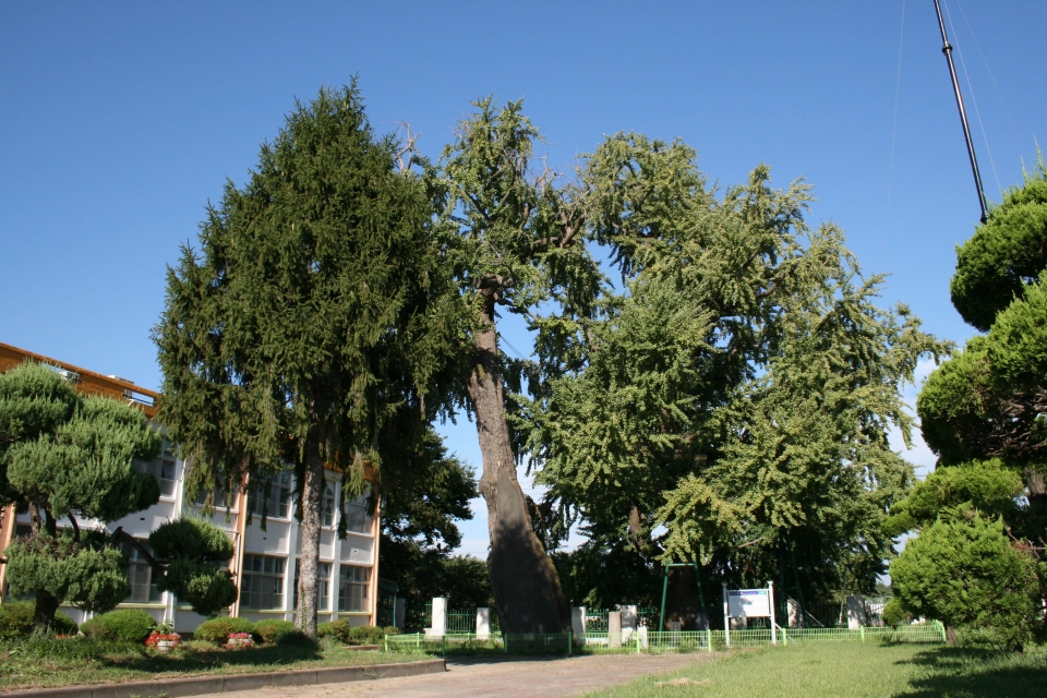 천연기념물 제551호 면천 은행나무.