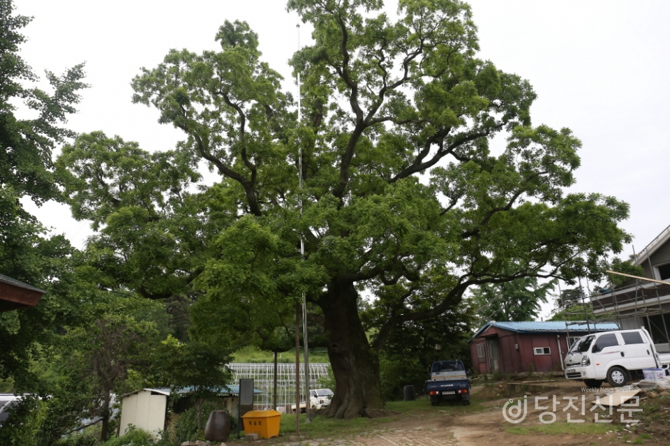 천연기념물 제317호 송산면 삼월리 회화나무. 