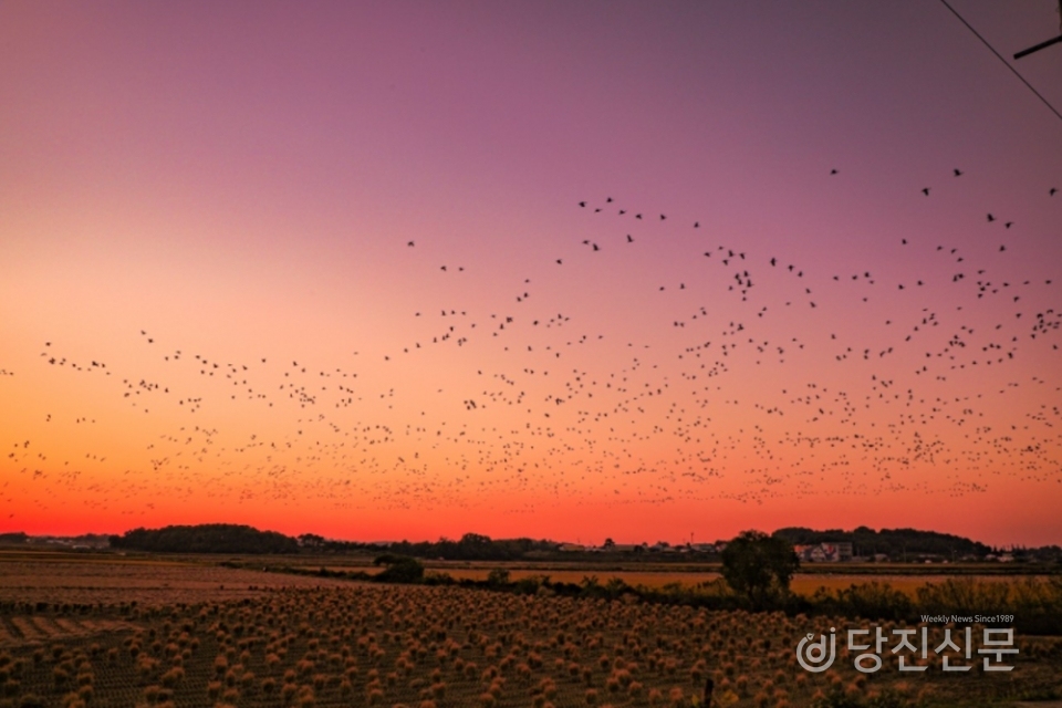 소들섬 인근에서 수천마리의 철새들이 하늘로 날아가고 있다. ⓒ당진시청 제공