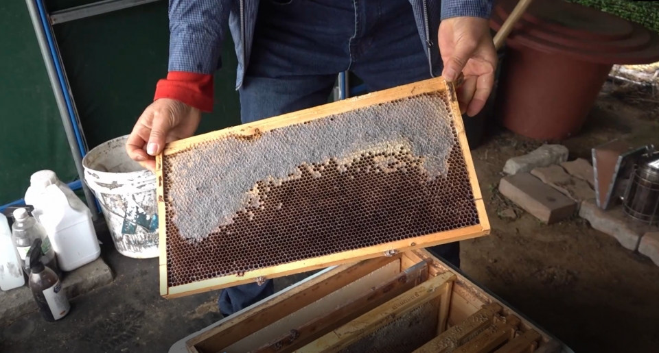 이강신 지부장이 빈 벌통을 보여 주고 있다. 벌집에 꿀은 차있지만 벌은 보이지 않는다. ⓒ당진신문 김진아 PD