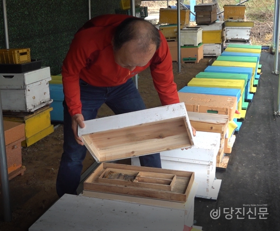 이강신 지부장이 빈 벌통을 보여 주고 있다. 벌집에 꿀은 차있지만 벌은 보이지 않는다. ⓒ당진신문 김진아 PD