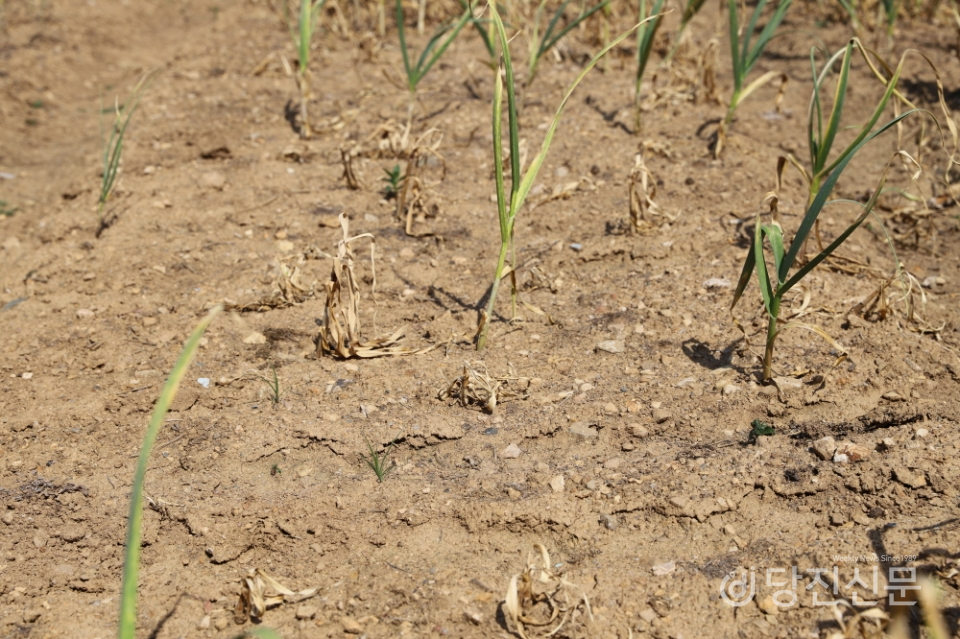 가뭄에 마늘이 말라죽어 듬성듬성해진 마늘밭 ⓒ당진신문 김진아 PD