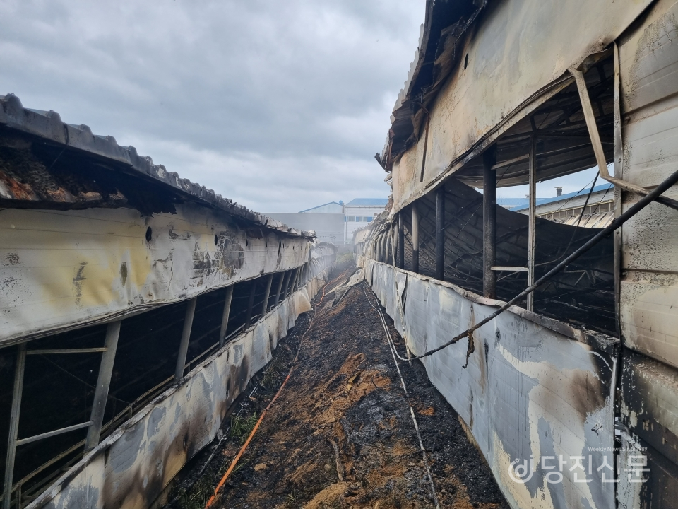 19일 합덕읍 석우리에 위치한 양계장에서 화재가 발생해 닭 8800마리가 폐사됐다. ⓒ당진소방서. 제공