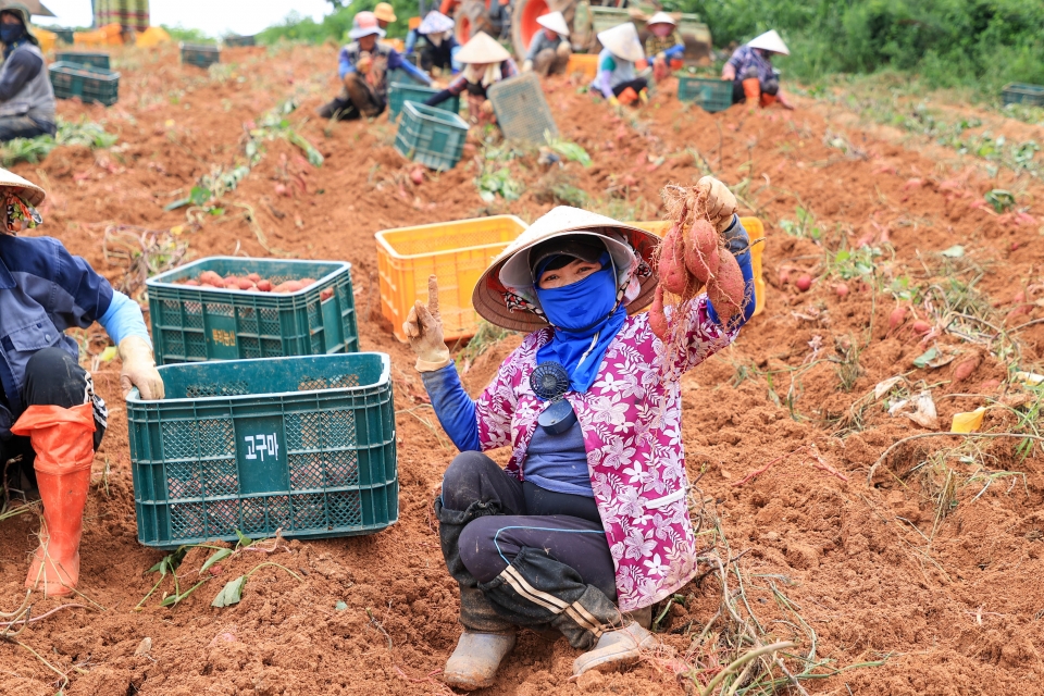 당진호박고구마를 수확하고 있는 모습 ⓒ당진시농업기술센터 제공