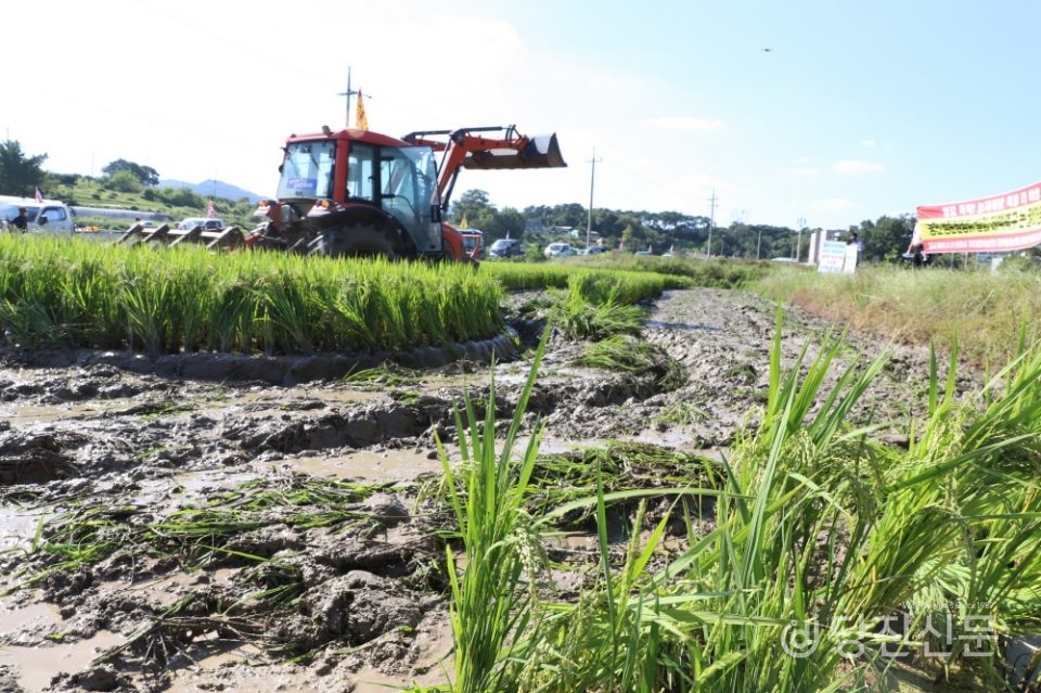 지난 9월 21일 당진시농민회에서 벼를 갈아엎으며 농민 쌀값 생산비 보장 투쟁을 펼친 모습. ⓒ당진신문 지나영 기자