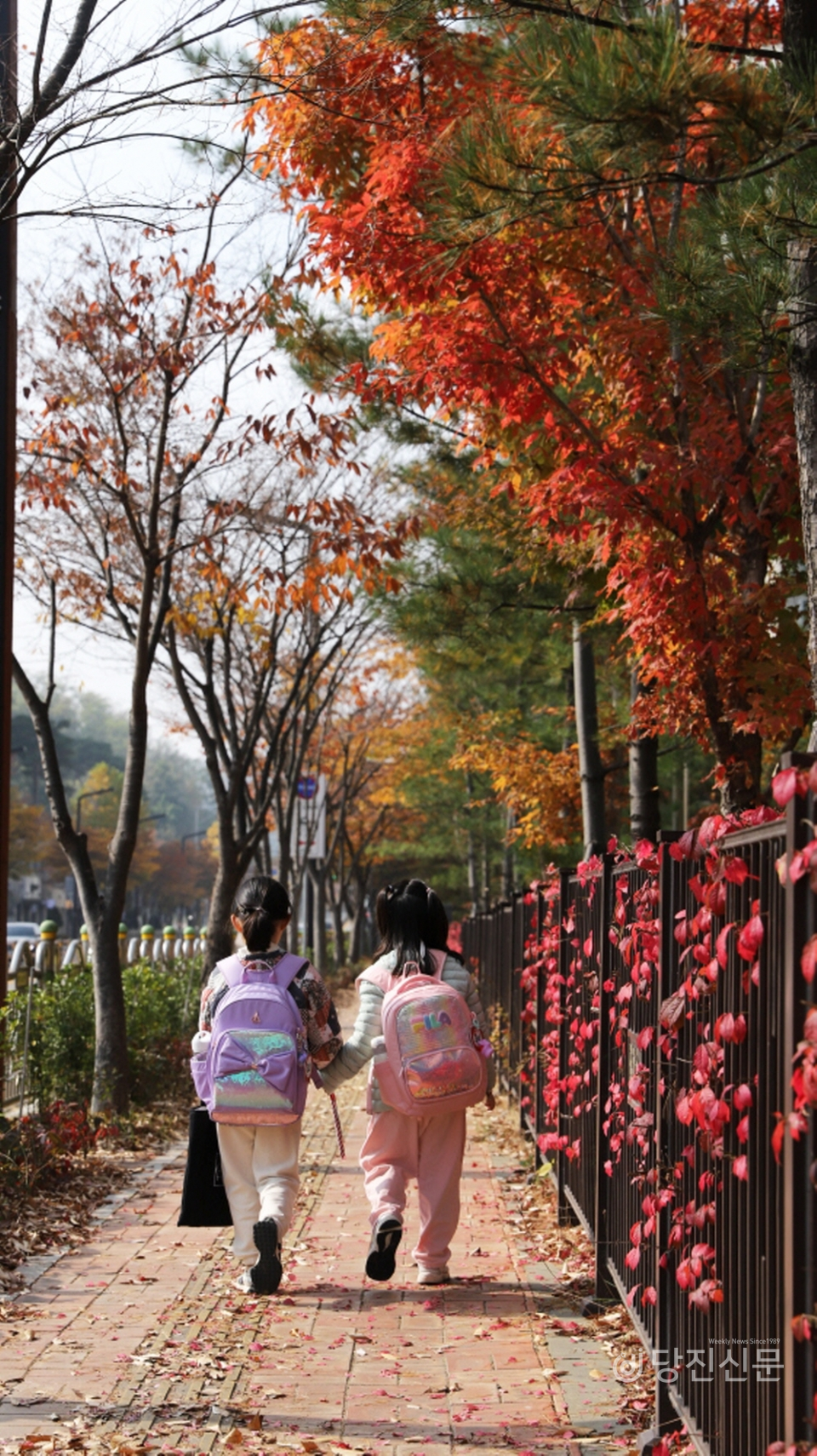 대덕초등학교 옆 하교길. 10월의 막바지에 붉게 물든 나무들이 눈에 띄고, 학교를 마친 아이들이 단풍잎 사이로 하교하고 있다. ⓒ당진신문 허미르 기자