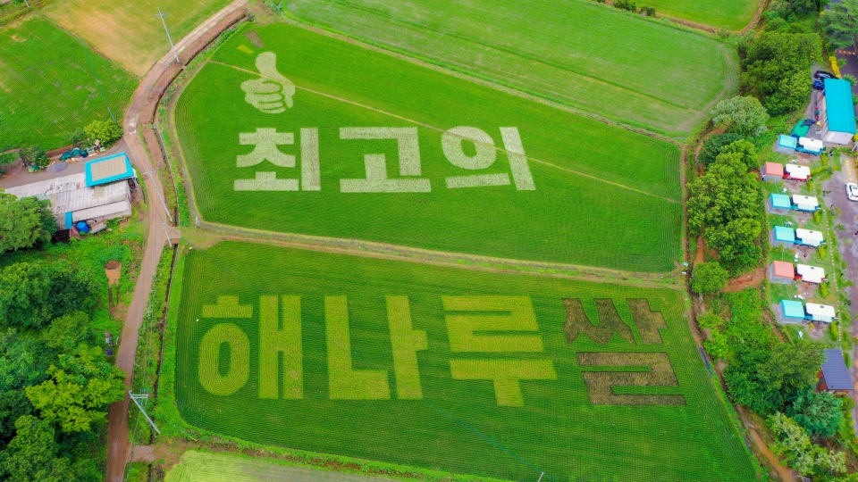 해나루쌀 홍보 논 그림. ⓒ당진시청 제공