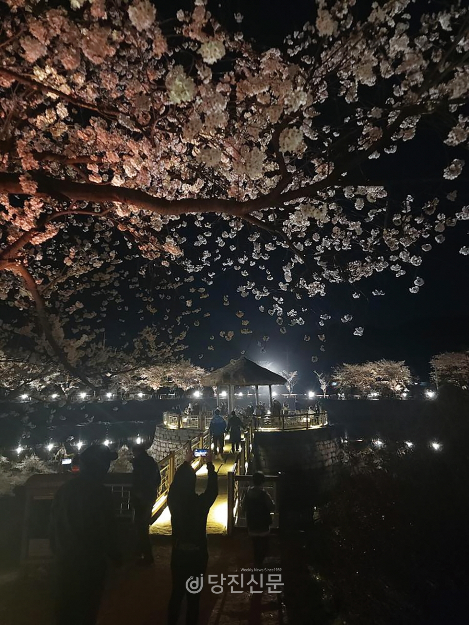 “여기 당진 맞아?” 지난 3일 면천 골정지의 야간 벚꽃 풍경을 즐기러 온 관람객들의 모습. ⓒ사진제공=김민옥