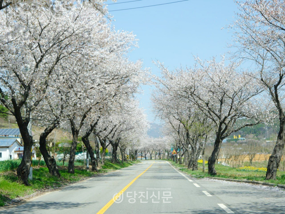 거북이 마을 입구 모습. 최소 2km가 넘는 거리에 벚꽃 나무가 심어져 있다. ⓒ김정아