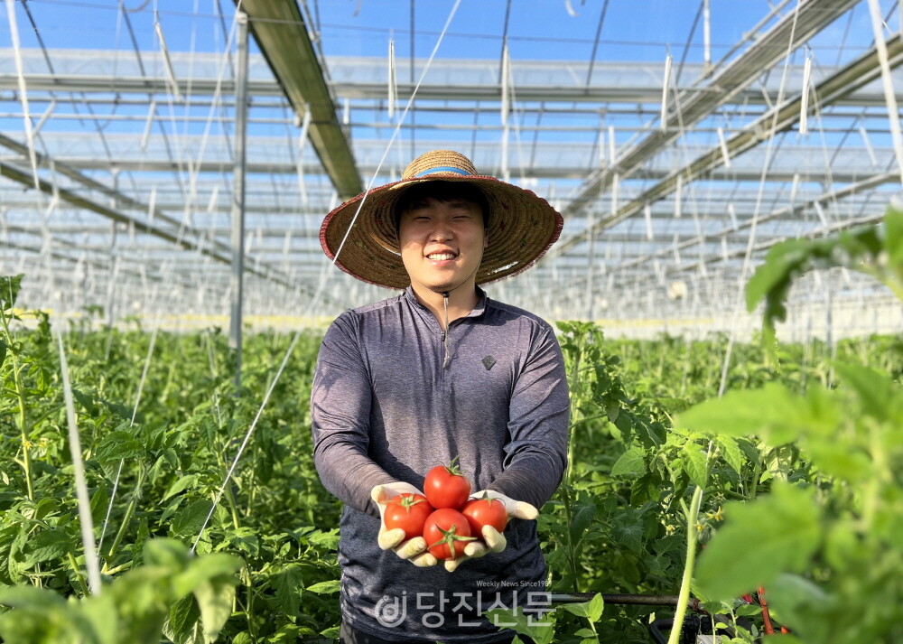 석문스마트팜에서 토마토를 재배하고 있는 민정욱 청년 농부. ⓒ이혜진