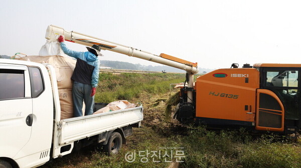 추수의 계절, 농부의 아쉬움 그득한 벼 수확