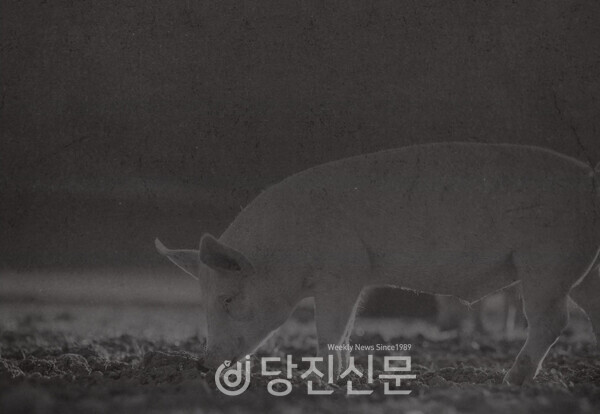 당진에서 아프리카돼지열병(ASF)이 발생함에 따라 정부가 전국의 위기 경보를 ‘심각’ 단계로 상향했다. ⓒ당진신문
